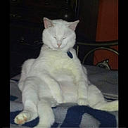 Dalton is registered to the contest to win money with this photo: cat, white_cat, sitting, relaxed, indoor, blanket, pet, feline, sleepy, domestic_animal, fur, animal, resting, quiet, cute, cozy, closeup, calm, home, paw