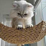 Bentley is registered to the contest to win money with this photo: cat, kitten, persian_cat, fluffy, white_fur, basket, cat_tree, paws, whiskers, indoor, window, sunlight, closeup, portrait, pet, cozy, home, curtains, adorable, playful