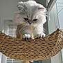 cat, kitten, persian_cat, fluffy, white_fur, basket, cat_tree, paws, whiskers, indoor, window, sunlight, closeup, portrait, pet, cozy, home, curtains, adorable, playful