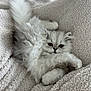 Bentley is registered to the contest to win money with this photo: cat, kitten, fluffy, long_hair, pet, blanket, towel, fur, paws, tail, whiskers, eyes, indoor, cozy, relaxed, cute, portrait, texture, soft, playful