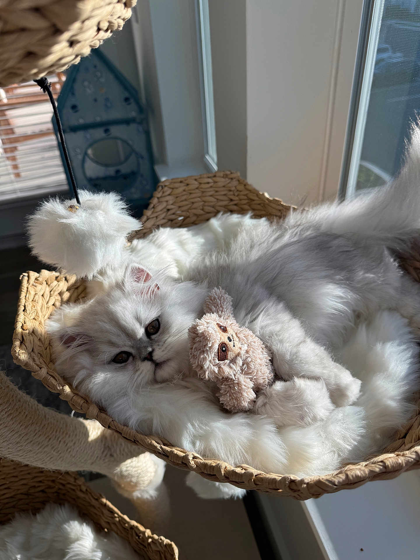 Bentley is registered to the contest to win money with this photo: cat, kitten, pet, basket, fluffy, fur, plush_toy, window, sunlight, cozy, lounging, indoor, wicker, sleepy, paws, toy, resting, closeup, whiskers, long_hair