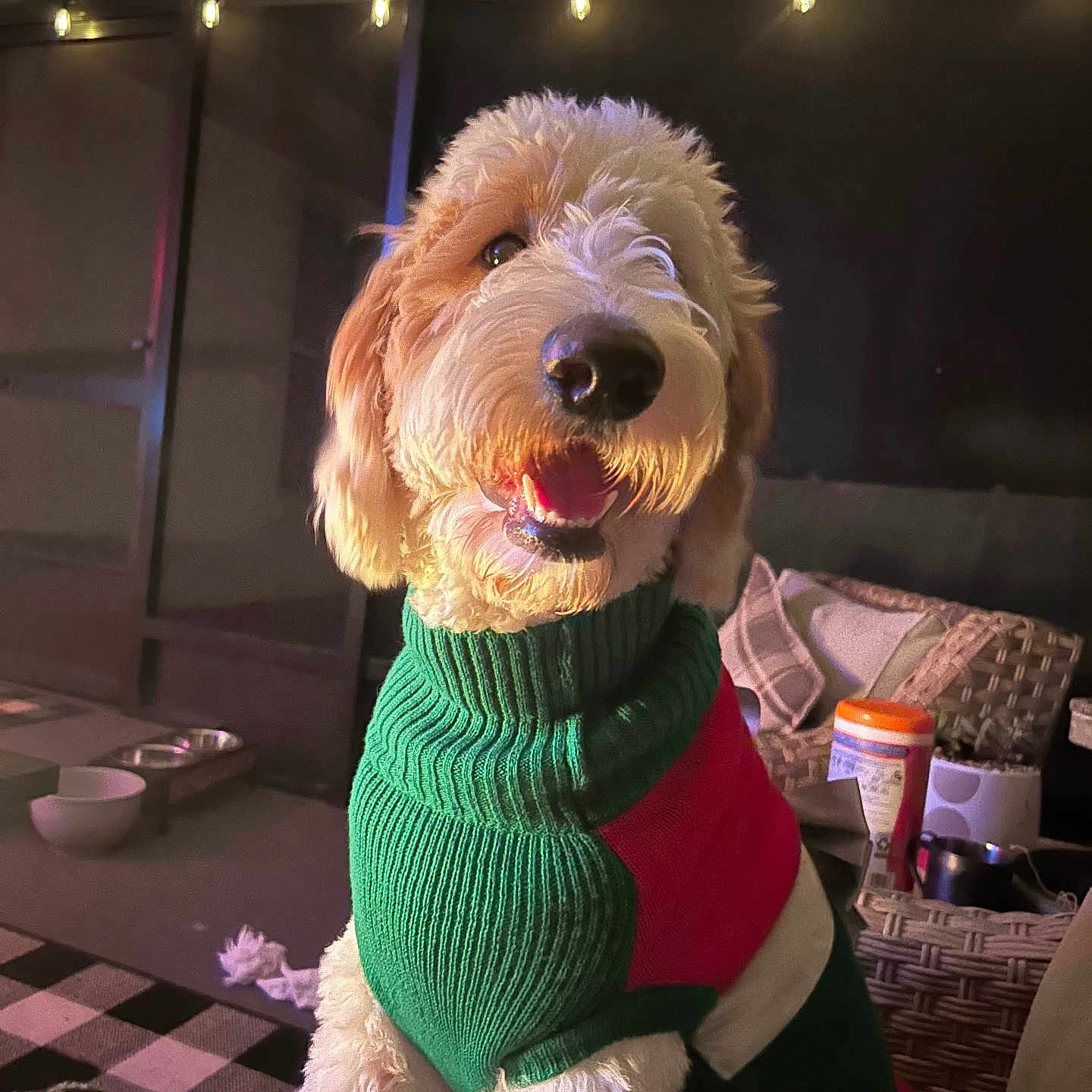 Riley joined the competition — help win amazing prizes! animal, architecture, building, canine, clothing, couch, cup, disk, dog, furniture, indoors, interiordesign, knitwear, livingroom, person, pet, poodle, puppy, sweater, tape