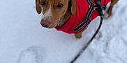 Nico joined the competition — help win amazing prizes! dog, red_jacket, snow, leash, pet, animal, winter, outdoor, footprints, canine, cold_weather, fur, walking, looking_up, brown_dog, clothing, snowy_ground, leash_handle, pet_care, companion