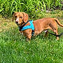 Nico joined the competition — help win amazing prizes! dog, dachshund, brown_coat, blue_harness, grass, garden, outdoor, pet, canine, leash, greenery, nature, animal, standing, alert, curious, daylight, mammal, friendly, companion