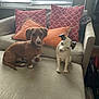 Nico joined the competition — help win amazing prizes! dog, statue, couch, pillow, window, blind, indoor, pet, animal, furniture, decor, orange_pillow, pink_pillow, daylight, brown_dog, ceramic_statue, seated, living_room, collar, curious
