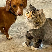 Nico is registered to the contest to win money with this photo: dog, cat, floor, indoor, pet, brown_dog, fluffy_cat, curious, looking, wide_eyes, wooden_floor, domestic_animals, companions, feline, canine, cute, fur, whiskers, paws, collar