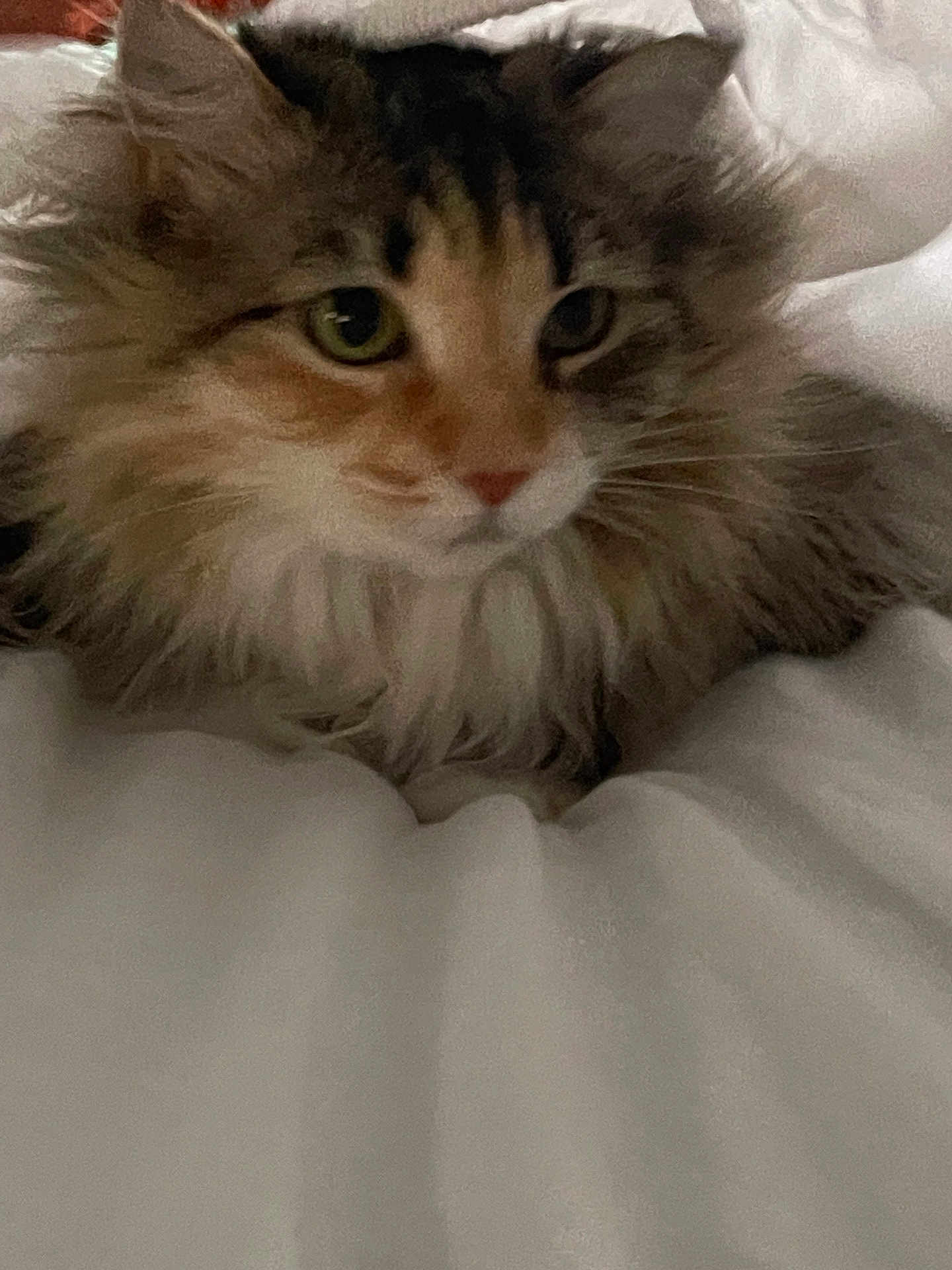 Talula joined the competition — help win amazing prizes! cat, fluffy, pet, animal, feline, fur, whiskers, bed, blanket, resting, cute, domestic_animal, indoor, soft, cozy, closeup, mammal, sleepy, tabby, relaxed