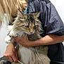 cat, fluffy, grooming, person, blonde_hair, hand, fur, brushing, table, indoor, pet_care, animal, long_hair, feline, holding, gray_clothing, white_wall, close_up, whiskers, fur_clippings