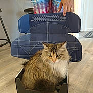 Talula is registered to the contest to win money with this photo: cat, box, sportscrate, fluffy, indoor, floor, person, hand, tie_dye_pants, wooden_floor, pet, feline, seated, domestic_animal, brown_fur, white_fur, orange_fur, home, container, animal