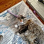Talula is registered to the contest to win money with this photo: cat, fluffy, indoor, rug, wood_floor, toy, purple, pet, feline, relaxed, curious, paw, patterned_rug, home, domestic_animal, playful, animal, fur, whiskers, ears