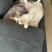 Moustic participe au concours pour gagner de l'argent avec cette photo : animal, blanket, cat, couch, cozy, cute, domestic, fur, furniture, gray, home, indoor, paw, pet, relaxing, resting, sleepy, soft, tail, whiskers