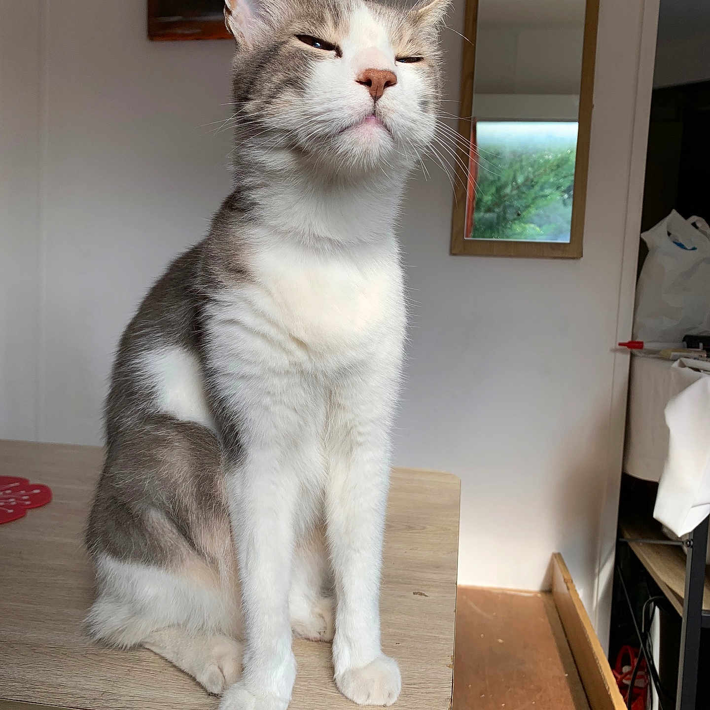 Moustique participe au concours pour gagner de l'argent avec cette photo : animal, cat, confident, cozy, domestic, ears, face, feline, fur, home, indoor, light, mirror, pet, shadow, sitting, smug, table, whiskers, wood