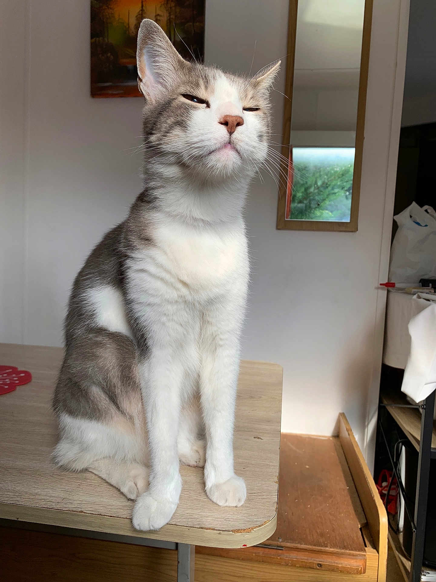 Moustique participe au concours pour gagner de l'argent avec cette photo : cat, animal, pet, feline, sitting, table, indoor, fur, whiskers, ears, face, domestic, light, shadow, wood, mirror, home, confident, smug, cozy