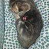 kitten, cat, sleeping, blanket, pattern, cute, pet, feline, fur, cozy, animal, resting, small, domestic_animal, pink_bow, soft, relaxing, young, indoor, nap