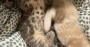 Vénus a rejoint le concours — aidez-le/la à gagner de superbes lots ! adorable, animal, blanket, cat, cozy, cute, feline, fur, home, indoor, kitten, patterned_blanket, pets, playful, resting, sleeping, snuggling, soft_light, stretching, young