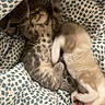 Vénus a rejoint le concours — aidez-le/la à gagner de superbes lots ! kitten, cat, sleeping, blanket, patterned_blanket, cozy, cute, pets, fur, stretching, playful, indoor, animal, feline, resting, soft_light, young, adorable, snuggling, home
