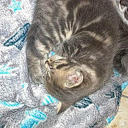 Vénus a rejoint le concours — aidez-le/la à gagner de superbes lots ! kitten, cat, sleeping, curled_up, blanket, patterned_blanket, blue, gray, fur, pet, cute, small, resting, indoor, cozy, animal, young, feline, soft, comfort