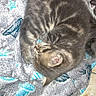 kitten, cat, sleeping, curled_up, blanket, patterned_blanket, blue, gray, fur, pet, cute, small, resting, indoor, cozy, animal, young, feline, soft, comfort