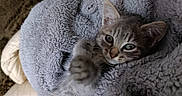 Vénus a rejoint le concours — aidez-le/la à gagner de superbes lots ! kitten, cat, gray, tabby, blanket, cozy, paw, fur, indoor, soft, cute, pet, animal, resting, comfort, snuggle, closeup, feline, warm, relaxed