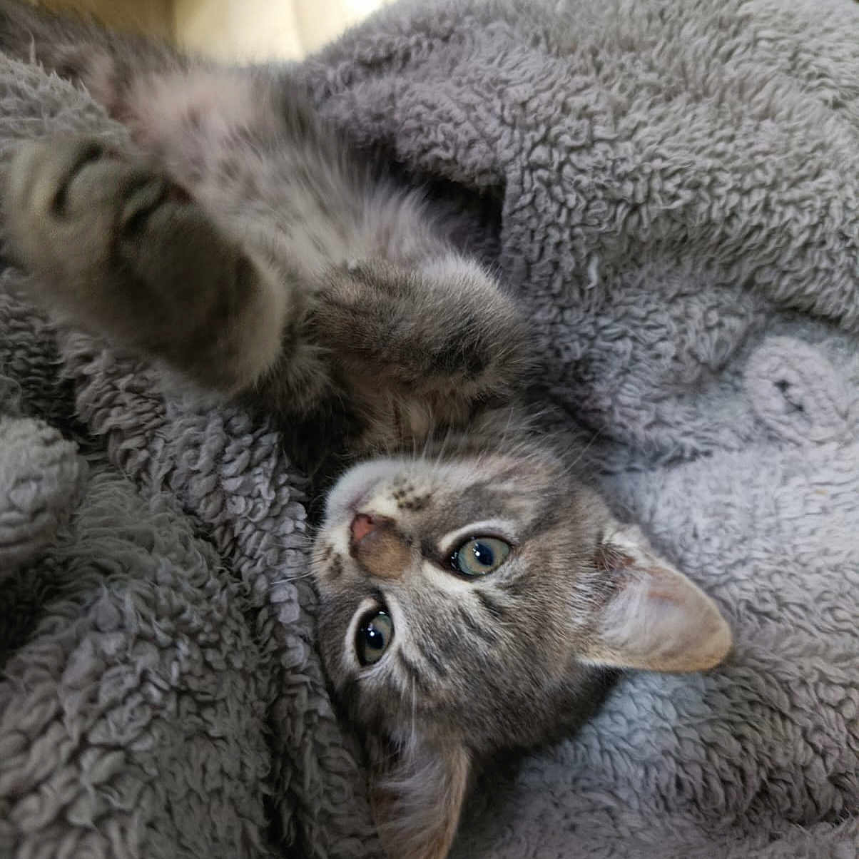 Vénus
