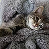 Vénus participe au concours pour gagner de l'argent avec cette photo : kitten, cat, blanket, fur, cozy, soft, pet, animal, cute, tabby, whiskers, relaxing, indoor, sleepy, paw, feline, comfort, closeup, gray, resting