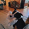 dog, black_and_white, plush_toy, indoor, carpet, living_room, wood_paneling, television, furniture, sitting, pet, toy, playful, floor, couch, shelf, cabinet, window, home, cozy