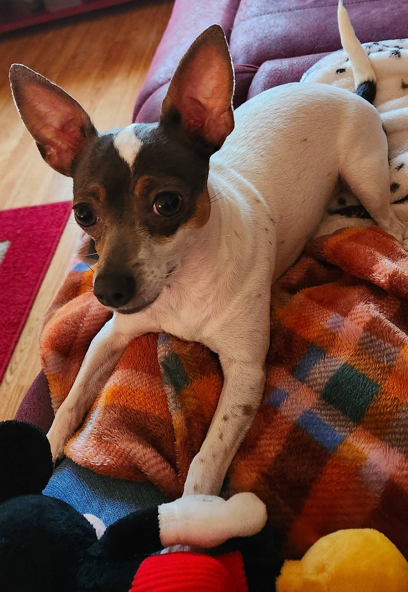 Fatpup is registered to the contest to win money with this photo: canidae, carnivore, chihuahua, comfort, companion_dog, corgi_chihuahua, dog, dog_breed, ear, fawn, fur, linens, non_sporting_group, pattern, plaid, snout, sporting_group, toy_dog, whiskers, working_animal