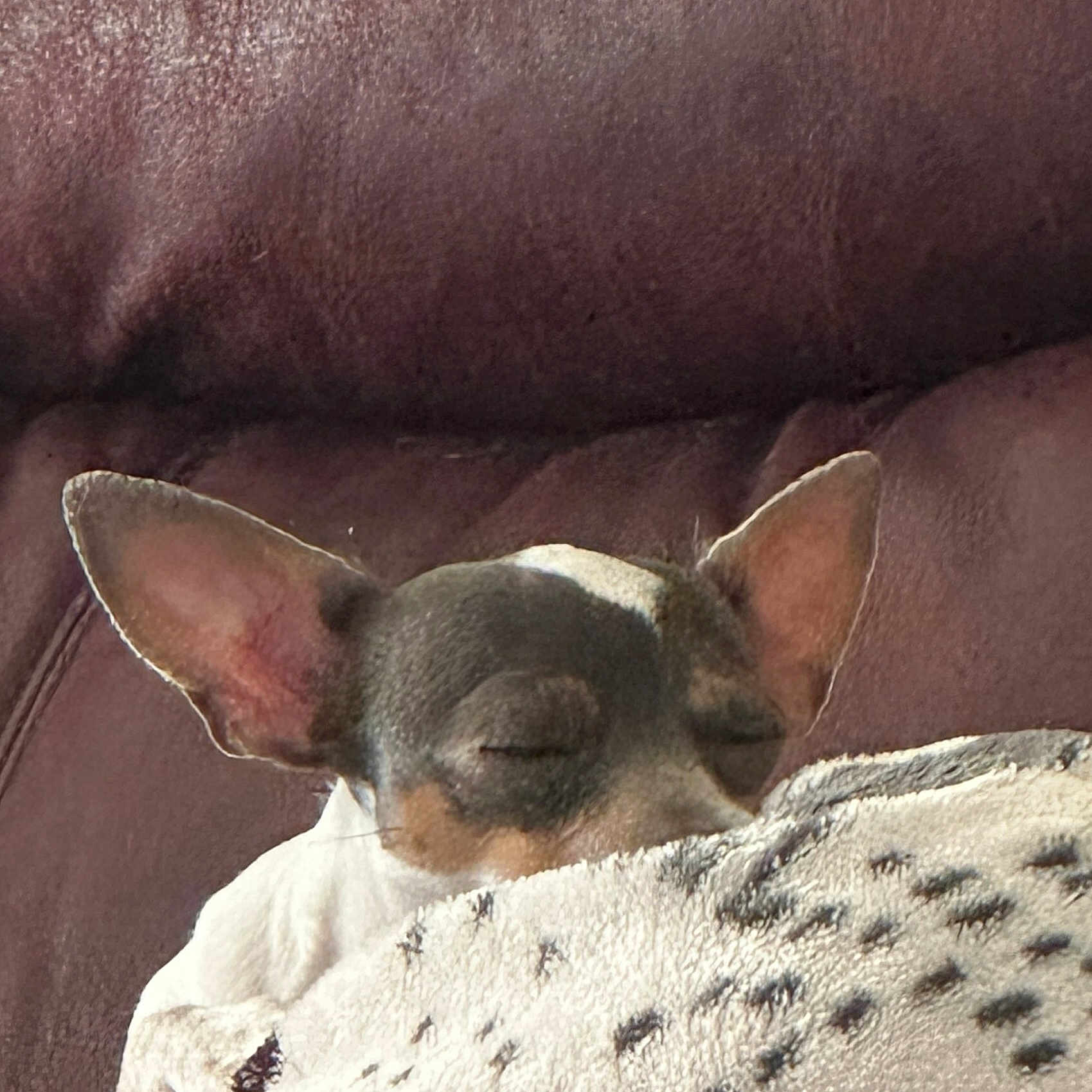 Fatpup