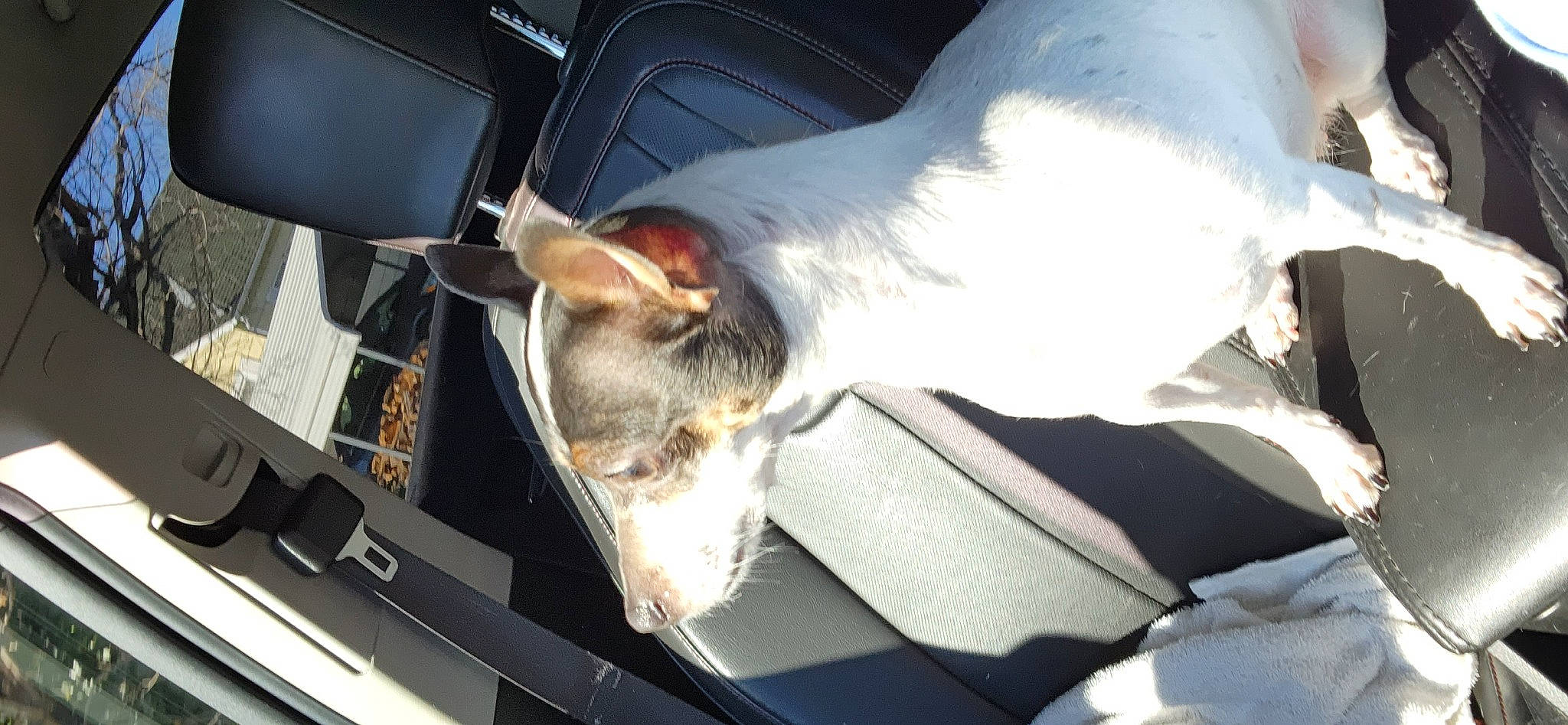 Fatpup joined the competition — help win amazing prizes! auto_part, automotive_exterior, carnivore, cat, comfort, companion_dog, dog_breed, fawn, felidae, fur, mammal, small_to_medium_sized_cats, snout, sporting_group, tail, vehicle, vehicle_door, vertebrate, whiskers, windshield