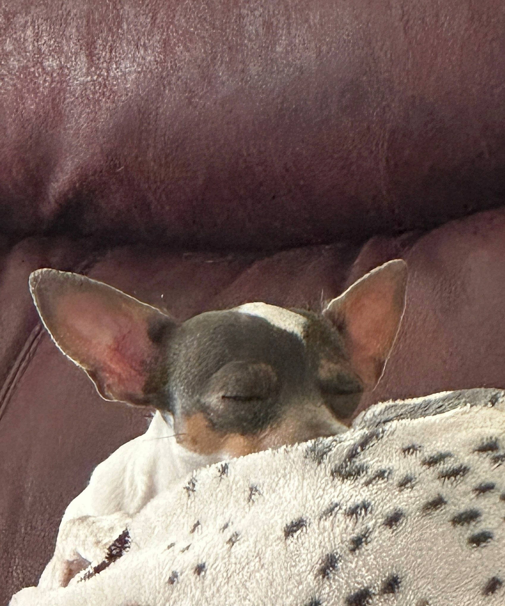 Fatpup is registered to the contest to win money with this photo: carnivore, comfort, companion_dog, dog, dog_breed, ear, eye, fawn, fur, head, linens, nap, nose, paw, sleep, snout, terrestrial_animal, whiskers, wood, working_animal