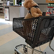 Liberty a rejoint le concours — aidez-le/la à gagner de superbes lots ! dog, poodle, small_dog, curly_fur, apricot_fur, shopping_cart, store, hardware_store, paint_aisle, retail, indoor, shopping, pet, harness, seated, back_view, cart, floor, color_samples, everyday_scene