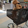 dog, poodle, small_dog, curly_fur, apricot_fur, shopping_cart, store, hardware_store, paint_aisle, retail, indoor, shopping, pet, harness, seated, back_view, cart, floor, color_samples, everyday_scene