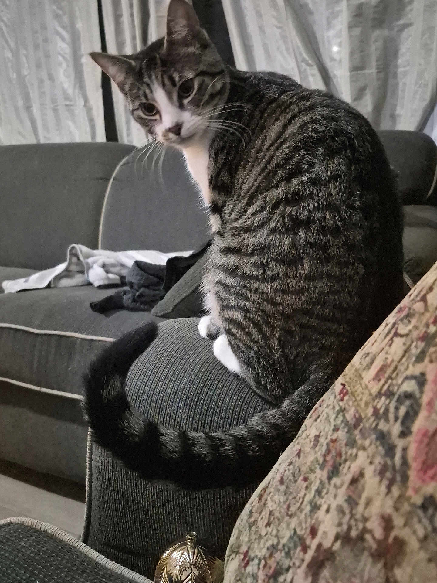 Turbo is registered to the contest to win money with this photo: cat, tabby_cat, indoor, sofa, couch, furniture, curtains, pet, animal, whiskers, tail, striped, white_paws, looking_back, cozy, domestic, resting, home, feline, curious