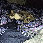 Turbo is registered to the contest to win money with this photo: cat, tabby, sleeping, bed, comforter, purple, black, patterned, indoor, furniture, peaceful, cozy, resting, pet, animal, domestic, blanket, drawer, lamp, room