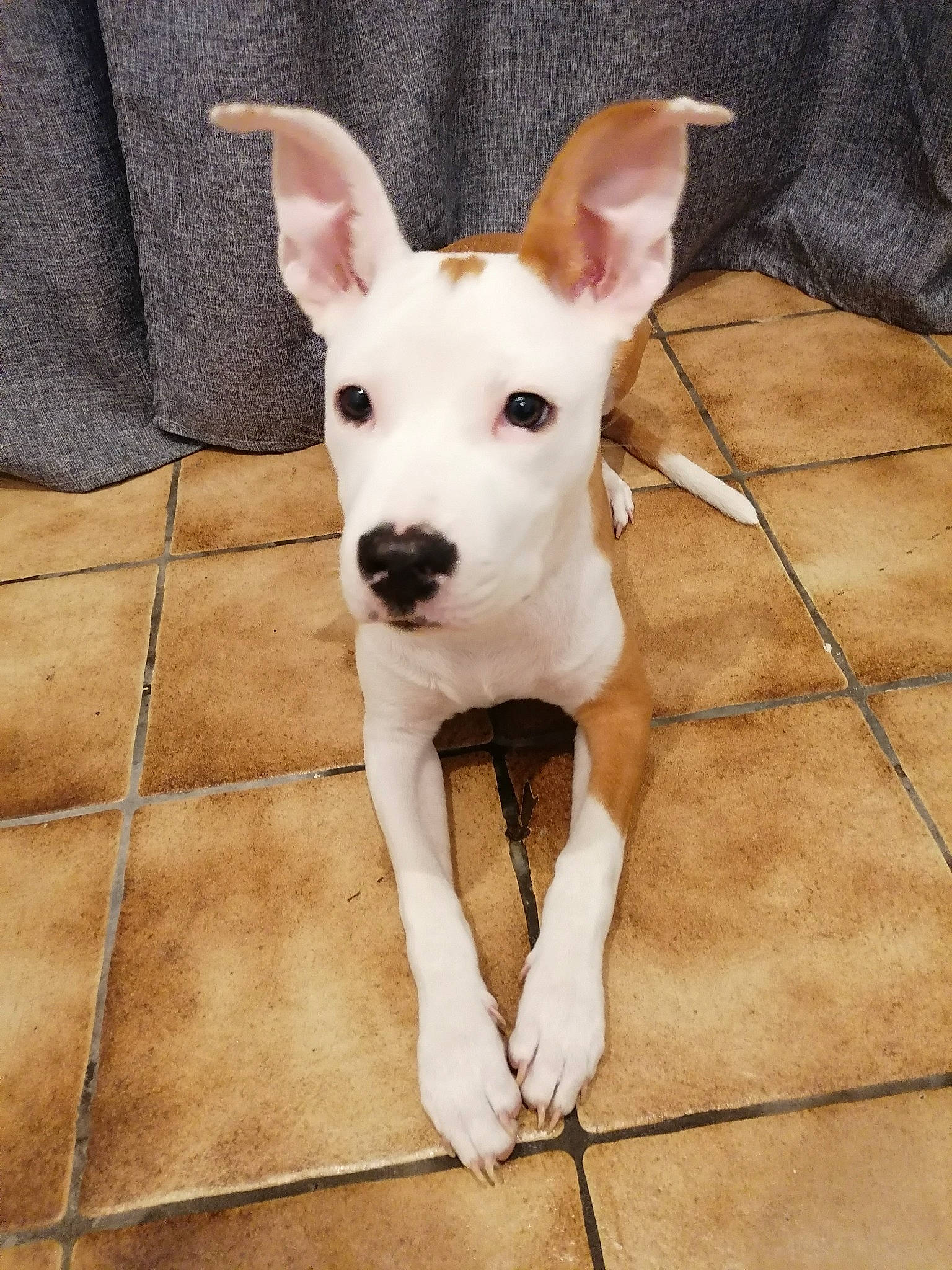 Octavia participe au concours pour gagner de l'argent avec cette photo : bull_terrier, canidae, carnivore, companion_dog, dog, dog_breed, ear, eye, fawn, flooring, foot, human_body, old_english_terrier, snout, sporting_group, tail, terrestrial_animal, whiskers, wood, working_animal