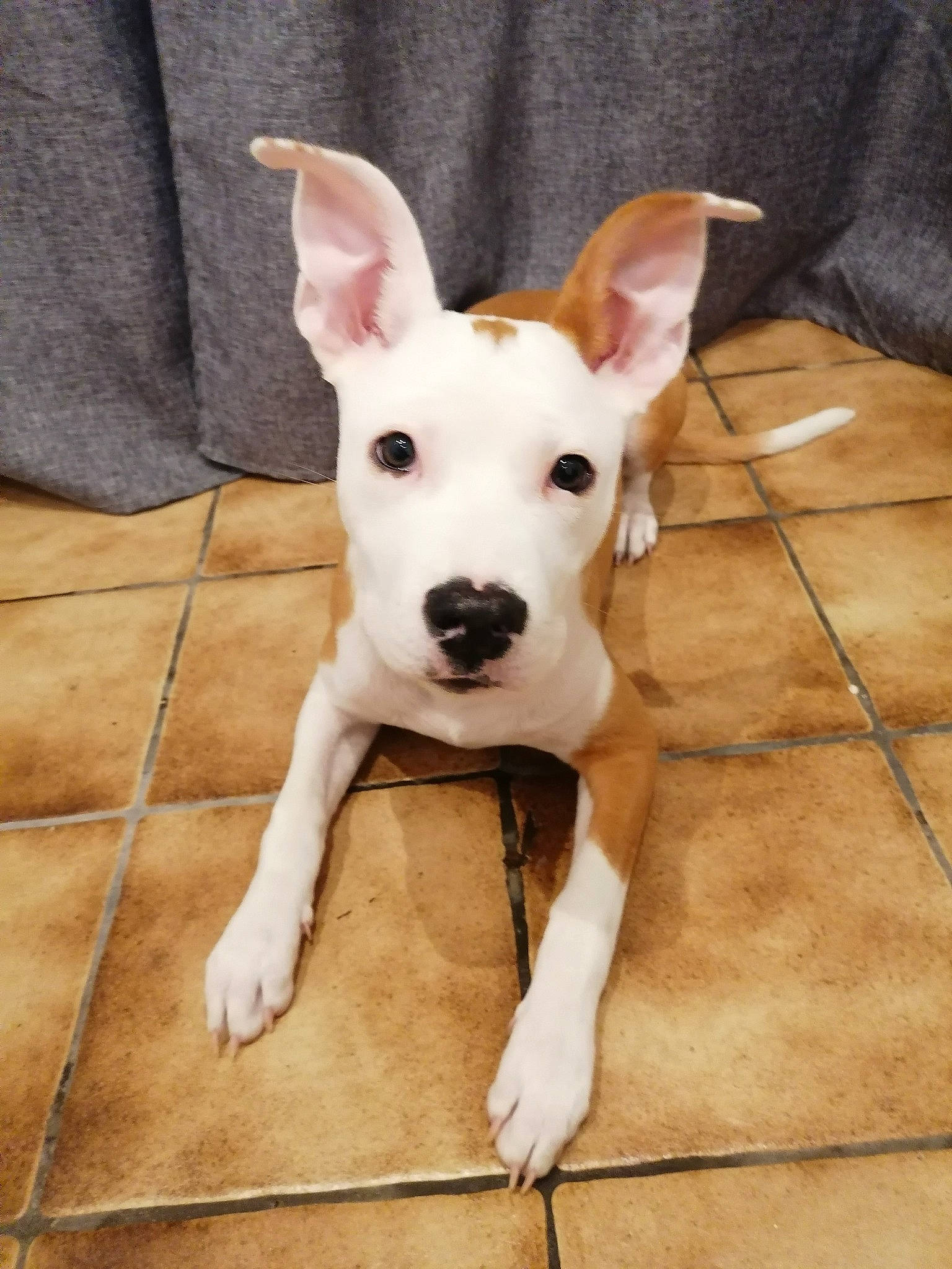 Octavia participe au concours pour gagner de l'argent avec cette photo : canidae, carnivore, collar, companion_dog, dog, dog_breed, dog_collar, dog_supply, ear, eye, fawn, flooring, head, human_body, snout, sporting_group, tail, whiskers, wood, working_animal