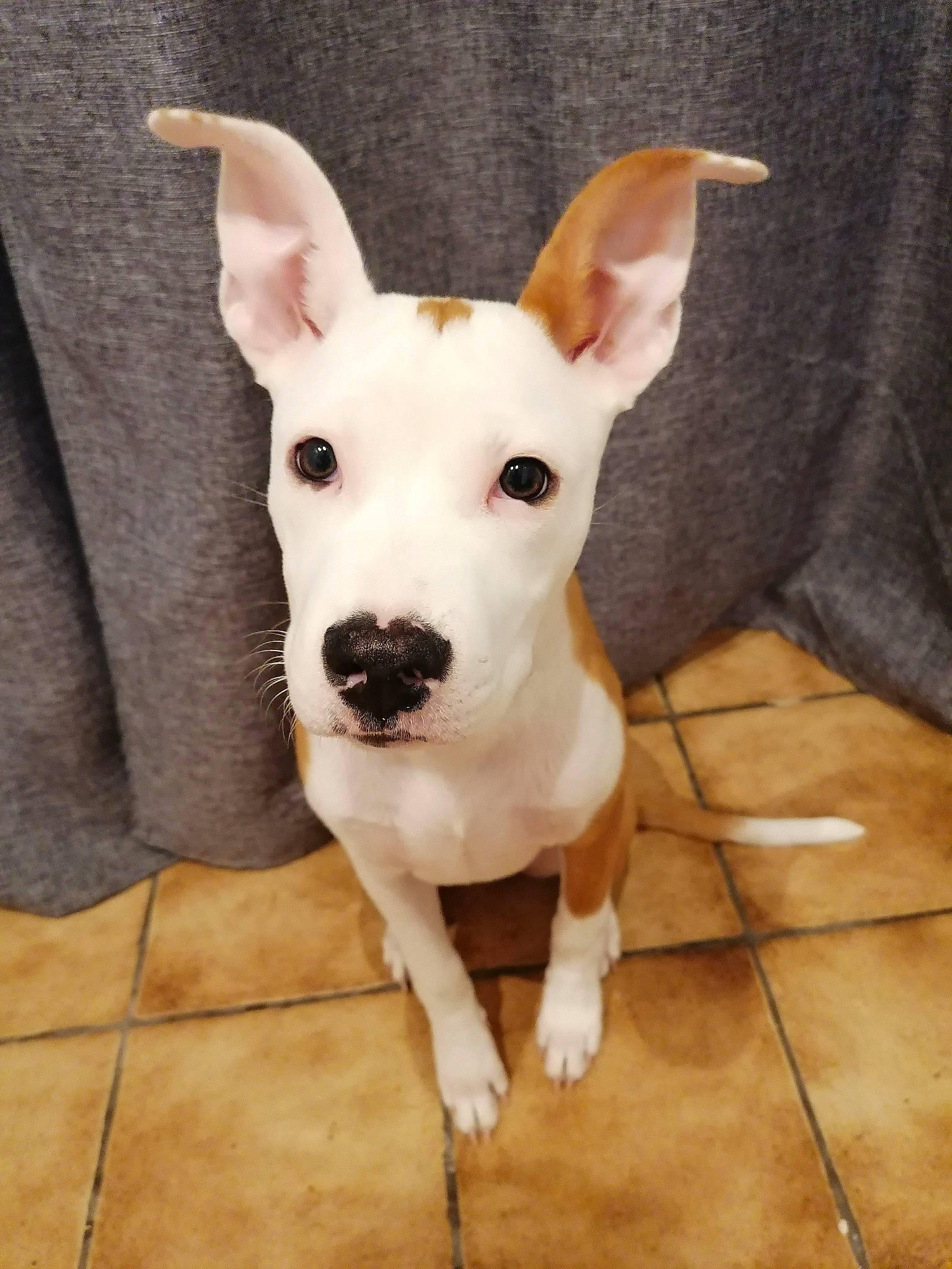 Octavia participe au concours pour gagner de l'argent avec cette photo : ancient_dog_breeds, canidae, carnivore, companion_dog, dog, dog_breed, dog_supply, ear, fawn, flooring, fur, non_sporting_group, snout, sporting_group, tail, terrestrial_animal, tile_flooring, whiskers, wood, working_animal