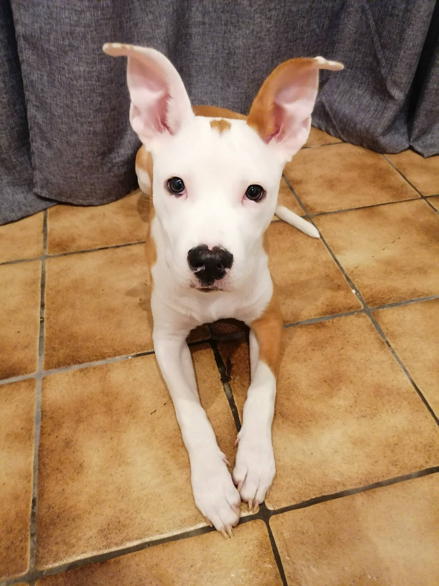 Octavia participe au concours pour gagner de l'argent avec cette photo : canidae, carnivore, companion_dog, dog, dog_breed, dog_supply, ear, fawn, flooring, fur, non_sporting_group, pattern, snout, sporting_group, tail, terrestrial_animal, whiskers, wood, working_animal