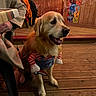Pungo a rejoint le concours — aidez-le/la à gagner de superbes lots ! bar, cafe, clothing, costume, dog, fake_arms, fur, golden_retriever, happy, indoor, leash, mouth_open, person, pet, poster, sitting, table, toy_knife, warm_lighting, wooden_floor