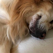 Pungo a rejoint le concours — aidez-le/la à gagner de superbes lots ! animal, canine, closeup, comfort, couch, cozy, dog, face, fluffy, fur, golden_retriever, home, indoor, mammal, napping, pet, pillow, relaxed, resting, sleeping