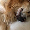 animal, canine, closeup, comfort, couch, cozy, dog, face, fluffy, fur, golden_retriever, home, indoor, mammal, napping, pet, pillow, relaxed, resting, sleeping