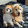 Pungo a rejoint le concours — aidez-le/la à gagner de superbes lots ! animal, bed, black_and_white_blanket, blanket, comfort, companion, cozy, cute, dog, fur, golden_retriever, home, indoor, pet, raccoon_plush, relaxing, resting, smiling, stuffed_toy, wooden_furniture