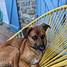 dog, brown_dog, yellow_chair, woven_chair, outdoor, stone_wall, blue_door, pet, relaxed, seated, canine, fur, ears, animal, resting, house_exterior, daylight, portrait, domestic_animal, comfort
