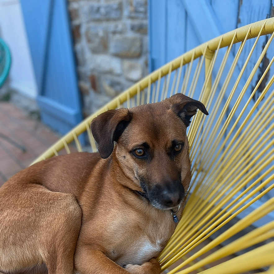 Burus participe au concours pour gagner de l'argent avec cette photo : dog, brown_dog, yellow_chair, woven_chair, outdoor, stone_wall, blue_door, pet, relaxed, seated, canine, fur, ears, animal, resting, house_exterior, daylight, portrait, domestic_animal, comfort