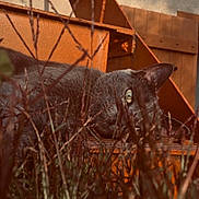 Oslo participe au concours pour gagner de l'argent avec cette photo : cat, gray_cat, stairs, rusty_metal, grass, outdoor, animal, pet, relaxed, nature, closeup, eye, feline, hidden, curious, autumn_colors, metal_structure, quiet, resting, shadow