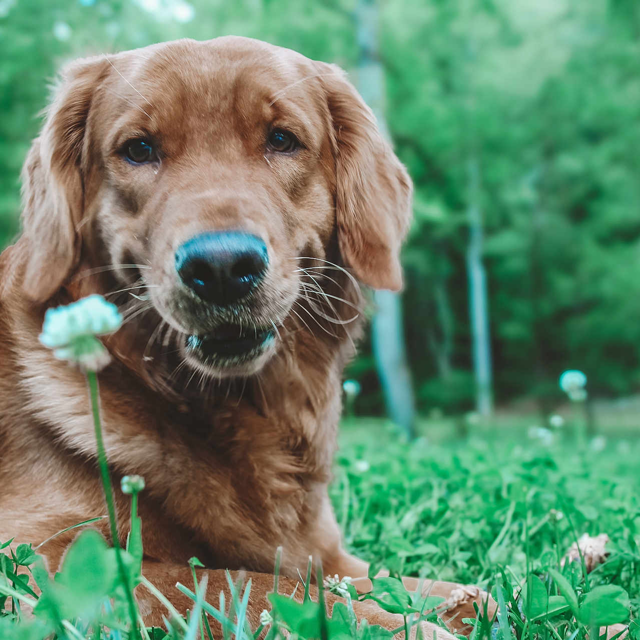 Georgia joined the competition — help win amazing prizes! animal, canine, cockerspaniel, dog, field, goldenretriever, grass, grassland, green, hound, labradorretriever, lawn, nature, outdoors, pet, plant, puppy, terrier, vegetation