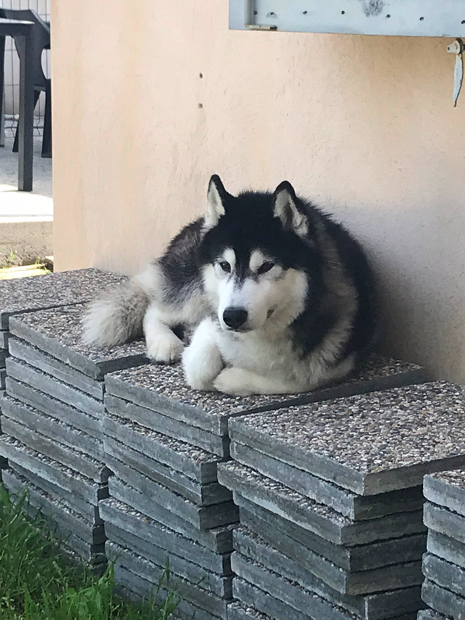 Bosco participe au concours pour gagner de l'argent avec cette photo : alaskan_malamute, ancient_dog_breeds, canidae, canis, carnivore, companion_dog, dog, dog_breed, fence, fur, grey, home_fencing, mammal, northern_inuit_dog, sled_dog, snout, vertebrate, wolf, working_animal, working_dog