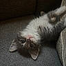Yumi a rejoint le concours — aidez-le/la à gagner de superbes lots ! cat, kitten, fluffy, gray_and_white, fur, whiskers, ears, eyes, nose, belly_up, lying_down, couch, sofa, indoor, home, cozy, portrait, pet, adorable, upside_down