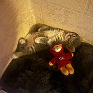 Yumi participe au concours pour gagner de l'argent avec cette photo : cat, kitten, furry, sleeping, lounging, upside_down, pet, animal, teddy_bear, doll, red_dress, black_cushion, plush, indoor, cozy, relaxed, playful, long_hair, portrait, home_decor