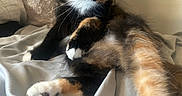 Moca joined the competition — help win amazing prizes! cat, tortoiseshell, pet, animal, feline, fur, whiskers, paw, bed, blanket, resting, indoor, cute, curious, relaxed, stretching, soft, light, portrait, domestic